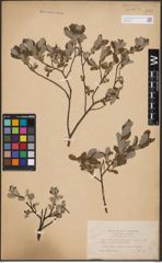 Foto von Salix aurita L. x Salix repens L.